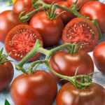 Tomato Early Choice Black Hybrid 1