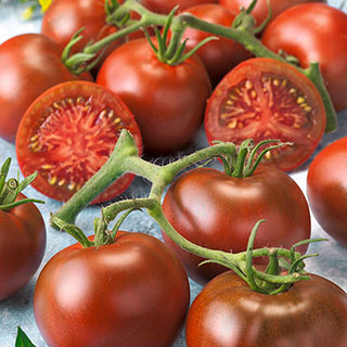 Tomato Early Choice Black Hybrid
