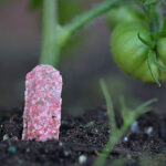 Tomato Fertilizer Spikes 1