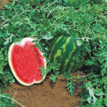 Top Gun Hybrid Watermelon Seeds 1