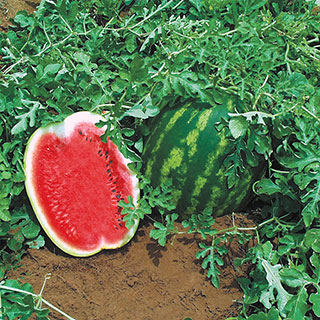 Top Gun Hybrid Watermelon Seeds