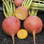 Touchstone Gold Hybrid Beet Seeds 1