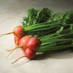 Touchstone Gold Hybrid Beet Seeds 1