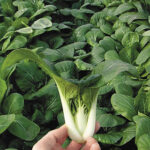 Toy Choy Hybrid Pak Choi Seeds 1