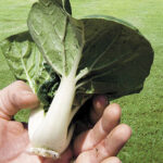 Toy Choy Hybrid Pak Choi Seeds 1