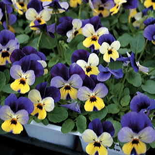 Trailing Johnny Jump Up Viola Seeds