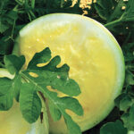 Triple Gold Hybrid Watermelon Seeds 1