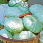Tropic Giant Hybrid Cabbage Seeds 1