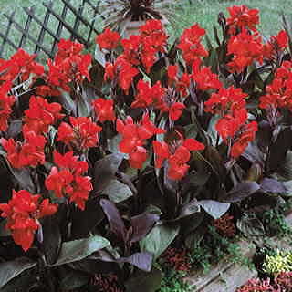 Tropical Bronze Scarlet Canna Flower Seeds