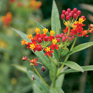 Tropical Butterfly Weed Seeds