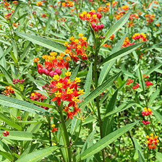 Tropical Butterfly Weed Seeds