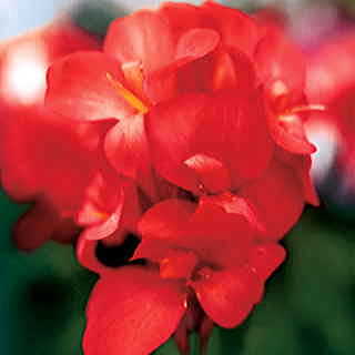 Tropical Red Canna Seeds