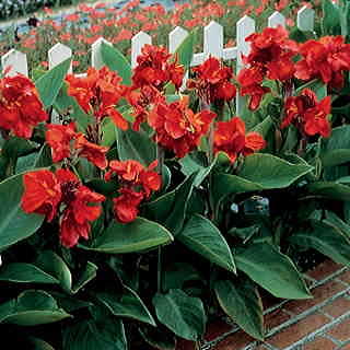 Tropical Red Canna Seeds