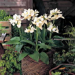 Tropical White Canna Seeds