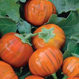 Turkish Orange Eggplant Seeds