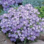 Tuscany® Lavender Picotee Verbena Seeds 1