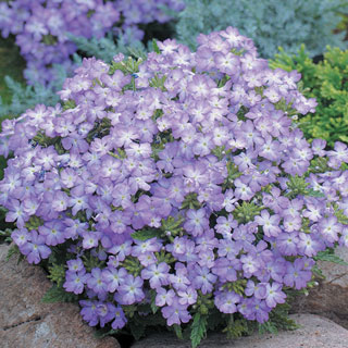 Tuscany® Lavender Picotee Verbena Seeds