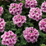 Tuscany® Orchid Frost Verbena Seeds 1