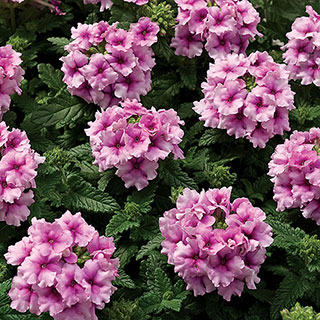 Tuscany® Orchid Frost Verbena Seeds