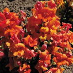 Twinny Bronze Shades Snapdragon Seeds 1