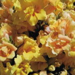 Twinny Yellow Shades Snapdragon Seeds 1