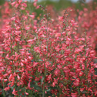 Twizzle Coral Penstemon Seeds