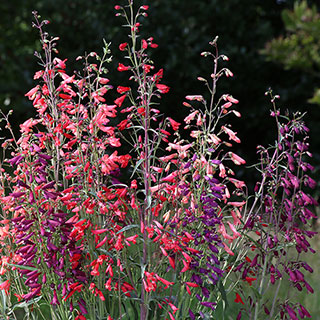 Twizzle Mix Penstemon Seeds