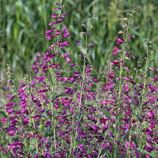 Twizzle Purple Penstemon Seeds