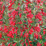 Twizzle Scarlet Penstemon Seeds 1