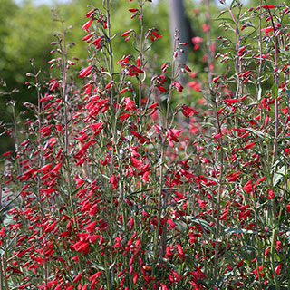 Twizzle Scarlet Penstemon Seeds