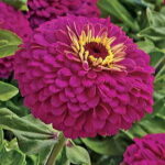 Uproar Rose Hybrid Zinnia Seeds 1