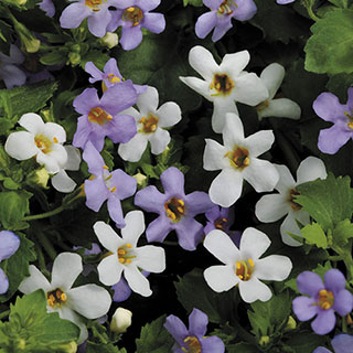 Utopia Mix Bacopa Seeds