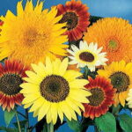 Van Gogh Mix Sunflower Seeds 1