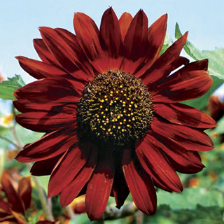 Velvet Queen Sunflower Seeds