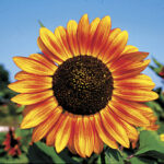 Velvet Queen Sunflower Seeds 1
