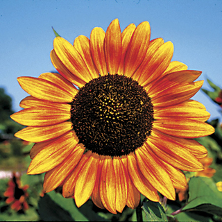 Velvet Queen Sunflower Seeds