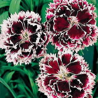 Velvet 'n Lace Dianthus Seeds