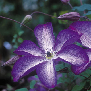 Venosa Violacea Clematis