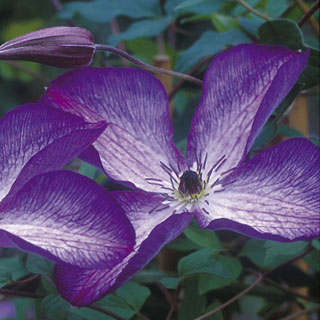 Venosa Violacea Clematis