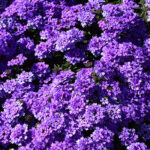 Verbena EnduraScape™ Blue (pack of 3) 1