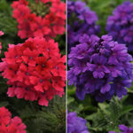 Verbena EnduraScape™ Dark Purple + Pink Combination 1