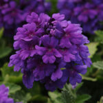 Verbena EnduraScape™ Dark Purple (pack of 3) 1