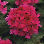 Verbena EnduraScape™ Hot Pink (pack of 3) 1