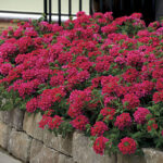 Verbena EnduraScape™ Hot Pink (pack of 3) 1