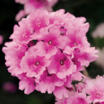 Verbena EnduraScape™ Pink Bicolor (pack of 3) 1