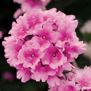 Verbena EnduraScape™ Pink Bicolor (pack of 3)