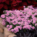 Verbena EnduraScape™ Pink Bicolor (pack of 3) 1