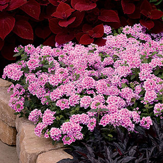 Verbena EnduraScape™ Pink Bicolor (pack of 3)