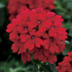 Verbena Endurascape™ Red 1