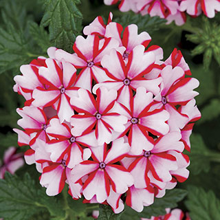 Verbena Lanai® Candy Cane